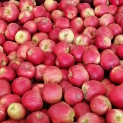 Bio Äpfel 10 kg
