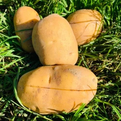 Bio Kartoffel Agria